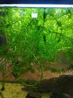 Waterpest voor aquarium, Ophalen, Plant(en), Steen of Hout