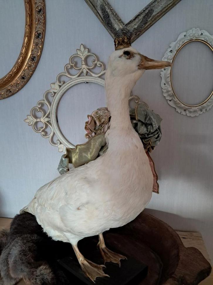 Witte eend (taxidermie), Verzamelen, Dierenverzamelingen, Ophalen of Verzenden