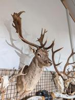 opgezet damhert shoulder borst preparaat hert, Ophalen of Verzenden, Nieuw, Opgezet dier