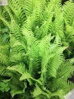 Mooie varens. €2,50 per stuk, Tuin en Terras, Ophalen, Halfschaduw