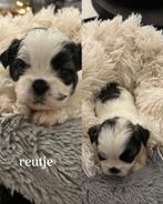 Boomer & Pekinees, Dieren en Toebehoren, Honden | Chihuahua's en Gezelschapshonden, Overige rassen, Meerdere, Meerdere dieren