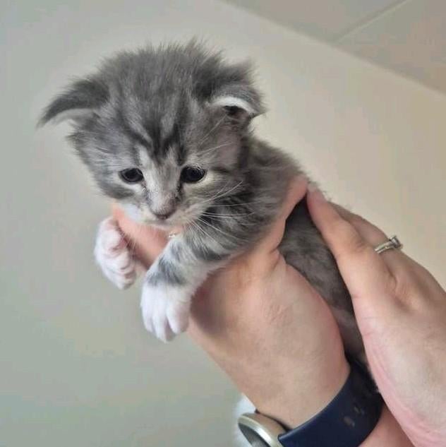 Maine Coon Kittens, Dieren en Toebehoren, Meerdere dieren, Gechipt