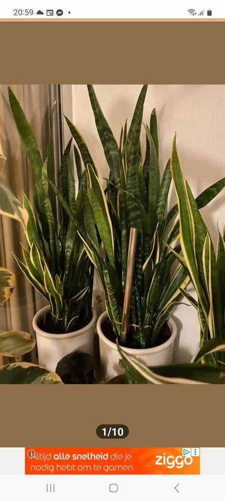 Gezocht   stekjes van sanseveria  / vrouwentong, Ophalen of Verzenden, Halfschaduw, Minder dan 100 cm