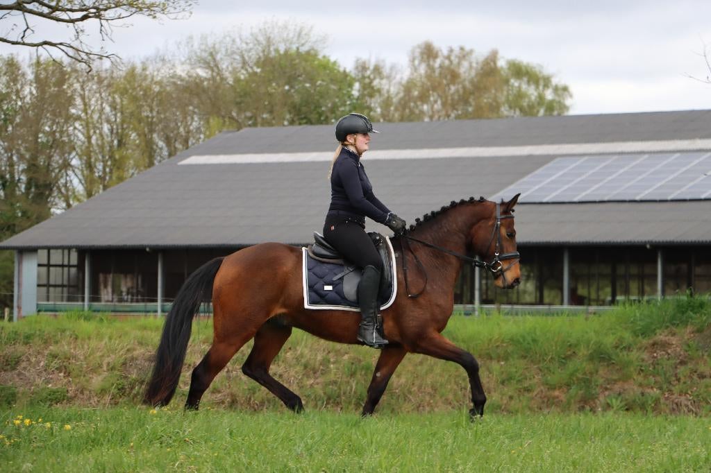 Top brave 3 jarige E pony ruin te koop!, Dieren en Toebehoren, Pony's, E pony (1.48m - 1.57m), Met stamboom, Ruin, Springpony