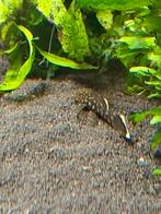 Borstelneuzen   gratis, Ophalen of Verzenden, Plant(en), Steen of Hout