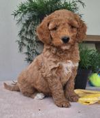 Australian labradoodle pups !!!, Nederland, Overige rassen, Meerdere, Meerdere dieren