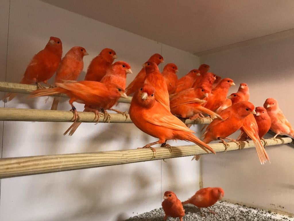 Rode Vetstof Kanaries, mannen en poppen, Dieren en Toebehoren, Vogels | Overige Vogels, Meerdere dieren