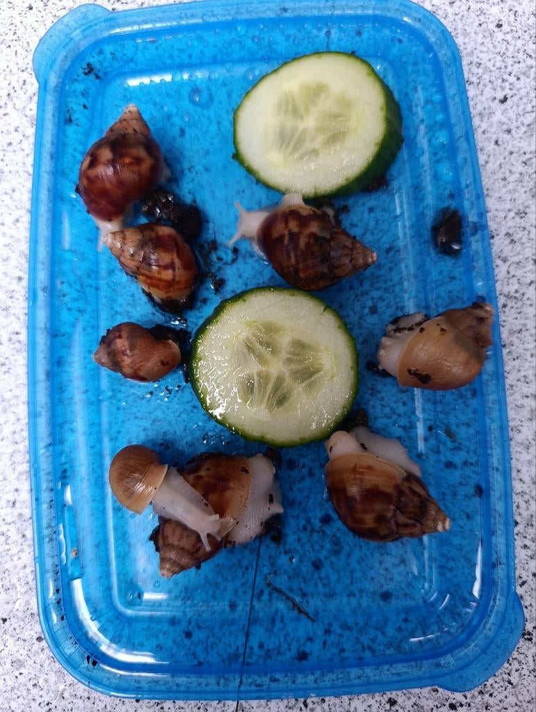 Afrikaanse reuzen slakken , legsel eind januari, Dieren en Toebehoren, Reptielen en Amfibieën