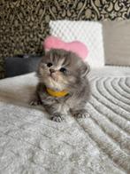 Britse korthaar kittens LEES BESCHRIJVING, Dieren en Toebehoren, Katten en Kittens | Raskatten | Korthaar, Meerdere dieren, Ontwormd