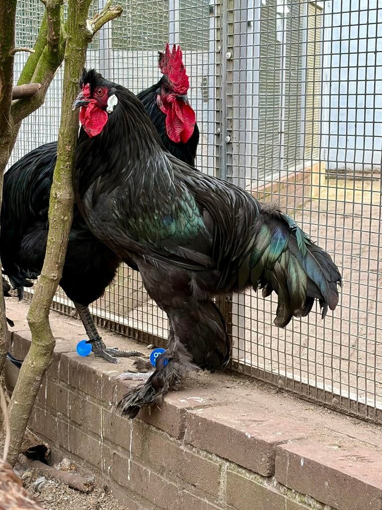 Koos, zwarte kraaikop haan, Dieren en Toebehoren, Pluimvee, Mannelijk, Kip