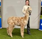 Drachtige Alpaca merrie (Appaloosa genen!), Dieren en Toebehoren, Juni, Vrouwelijk