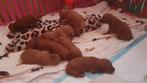 Rode Mini Labradoodles, Parvo, Overige rassen, 8 tot 15 weken, Meerdere
