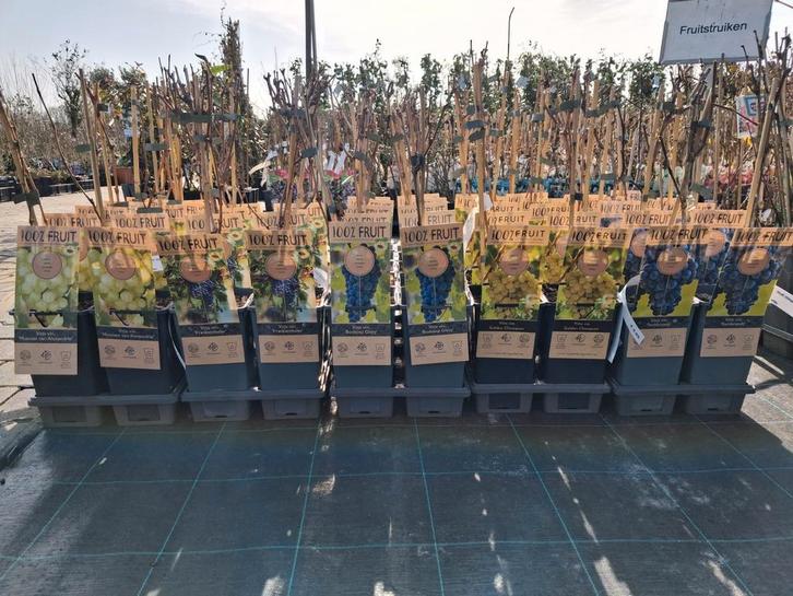 Druiven struiken, actie!! €9,95 Rembrandt Boskoop Glory Fran, Tuin en Terras, Planten | Tuinplanten, Vaste plant, Fruitplanten