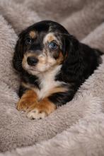 Dwerg teckeltjes langhaar prachtige kleuren, Dieren en Toebehoren, Parvo, 8 tot 15 weken, Dwerg, Langhaar