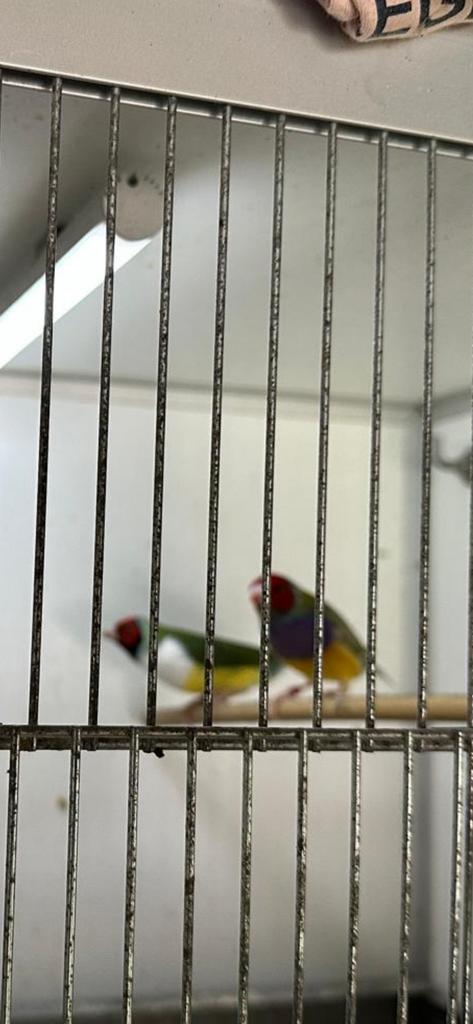 Koppel gouldamadines, Dieren en Toebehoren, Meerdere dieren