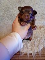 LEES BESCHRIJVING POMCHI X CHIHUAHUA PUPS, Dieren en Toebehoren, 8 tot 15 weken, Meerdere, Meerdere dieren, Chihuahua