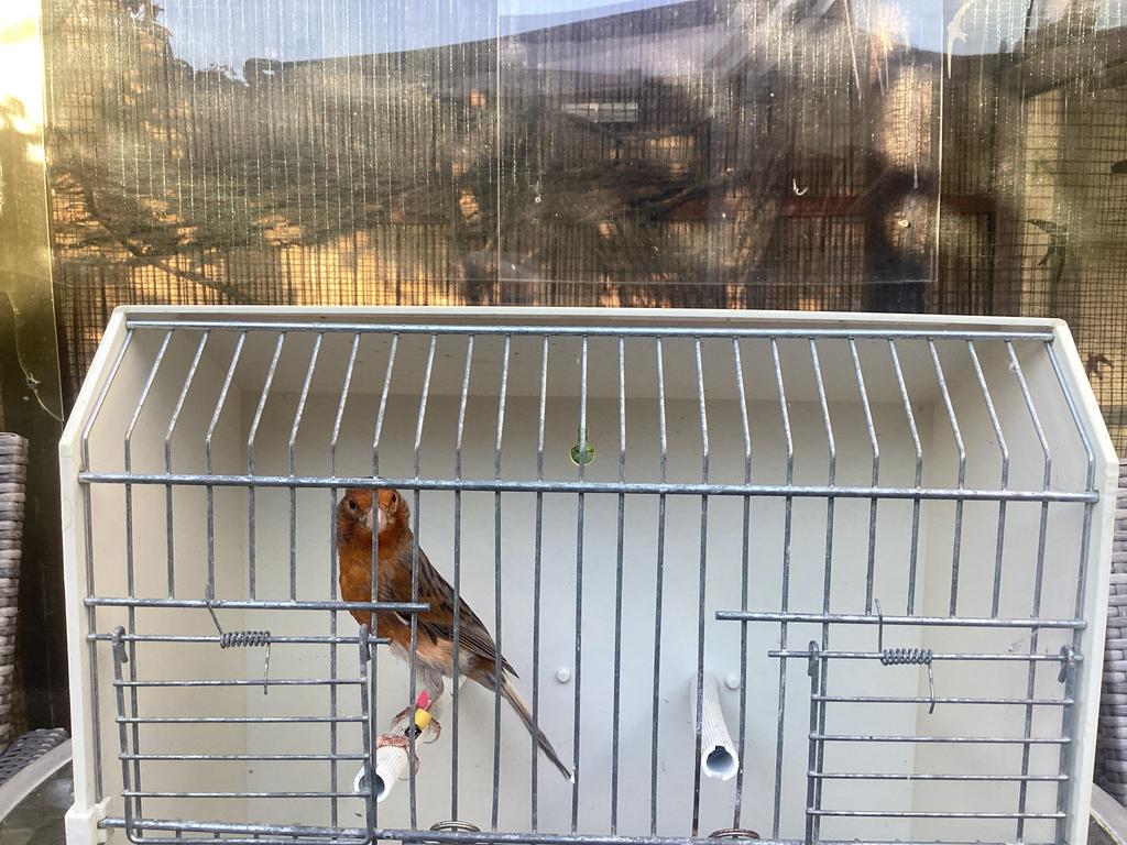 Harlekijn man., Mannelijk