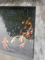 Koi karper, Dieren en Toebehoren, Vissen | Vijvervissen, Karper of Koi