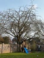 Kersenhout kersenboom voor stookhout, Tuin en Terras, Haardhout, 6 m³ of meer, Ophalen, Overige houtsoorten, Stammen