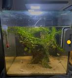 Aquarium met vissen, Ophalen, Gebruikt, Gevuld zoetwateraquarium