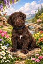 Labradoodle puppy’s mogen het  nest verlaten, Overige rassen, 8 tot 15 weken, Parvo, Meerdere