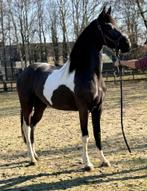 Mooie Barock Pinto merrie, Dieren en Toebehoren, Paarden, Merrie, Dressuurpaard