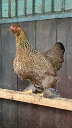 Broedeieren, Geslacht onbekend, Kip