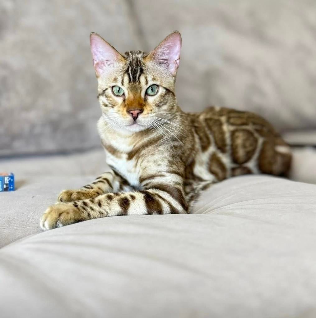 ️Snow mink bengaal dek kater ( ter dekking beschikbaar )