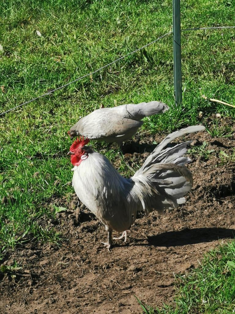 Hollandse kriel parelgrijs, Meerdere dieren, Kip