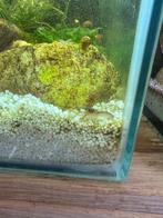 Cpo kreeftjes, Dieren en Toebehoren, Kreeft, Krab of Garnaal