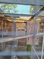 Kakariki, Vrouwelijk, Kleurkanarie