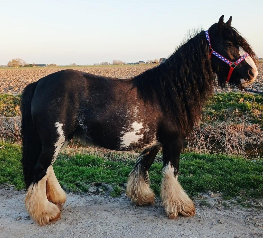 Super lieve drachige tinker, Dieren en Toebehoren, Pony's