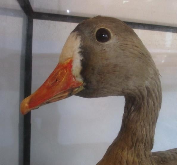 supergroot taxidermy opgezette gans in glazen box vitrine, Ophalen