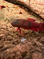 2x Betta Brownorum, Vis