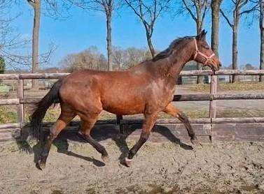 Brave 16 jr KWPN weidemaatje/fokmerrie 1,65, Dieren en Toebehoren, Paarden, Merrie, 160 tot 165 cm, 11 jaar of ouder, Recreatiepaard
