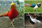 GEZOCHT Broedei fazant, Dieren en Toebehoren, Pluimvee, Meerdere dieren, Kip