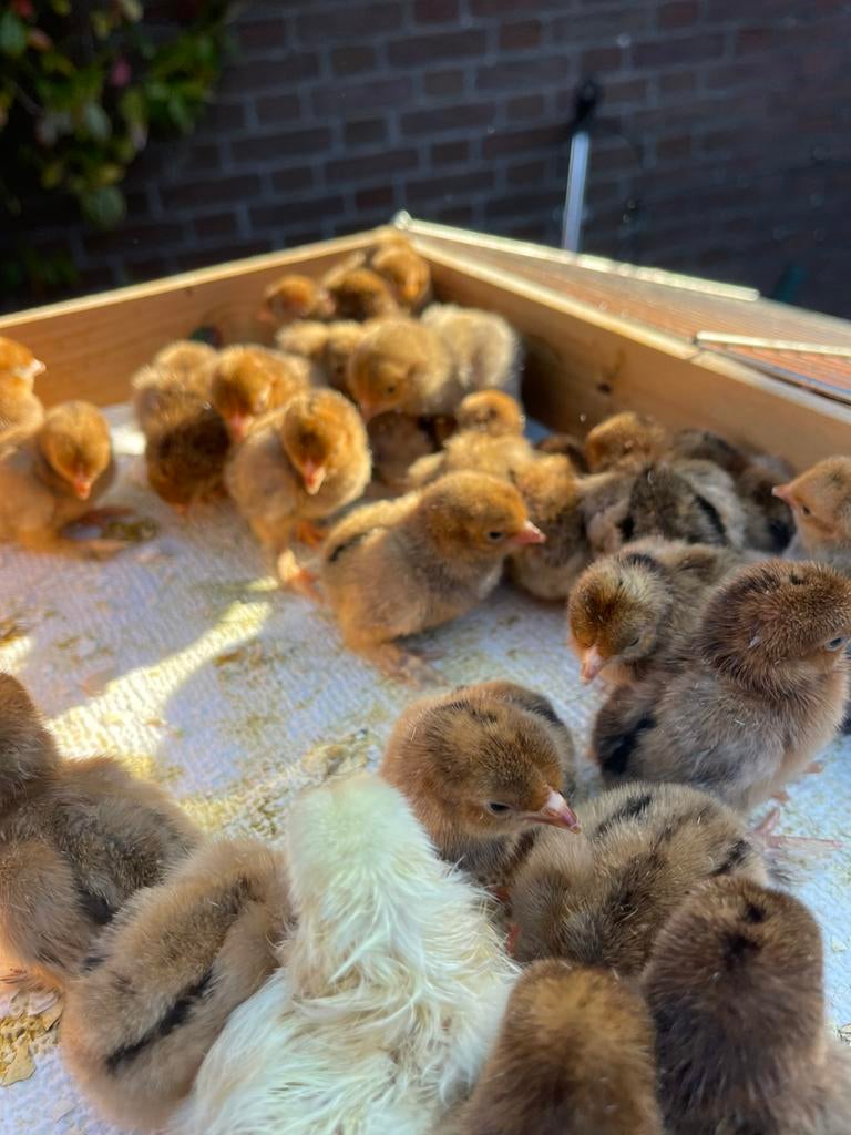 Sabelpoot  kriel kuikens, Meerdere dieren, Kip