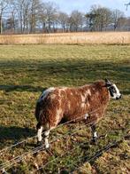 Beste bonte ram, Dieren en Toebehoren, Schapen, Geiten en Varkens, Mannelijk, Schaap, 0 tot 2 jaar