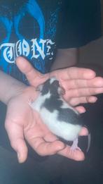 Baby dumbo ratten 2 mannetjes over. Moeten weg, Dieren en Toebehoren, Rat, Maart, Meerdere dieren, Tam