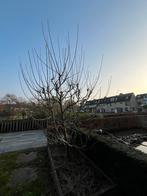 Appelboom - Zelf uitgraven, Ophalen, Lente, Volle zon, Appelboom