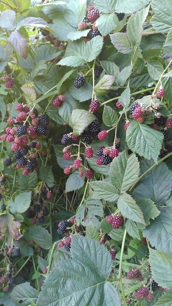 Doornloze braam, Ophalen, 100 tot 250 cm, Overige soorten, Zomer