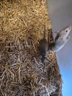 Muizen, April, Meerdere dieren, Muis