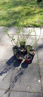 Goji bessen stekken, Ophalen, Minder dan 100 cm, Overige soorten, Volle zon