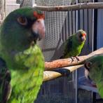 7x Poicephalus G.Massaicus / Jardine-papegaaien., Dieren en Toebehoren, Vogels | Parkieten en Papegaaien, Meerdere dieren, Papegaai