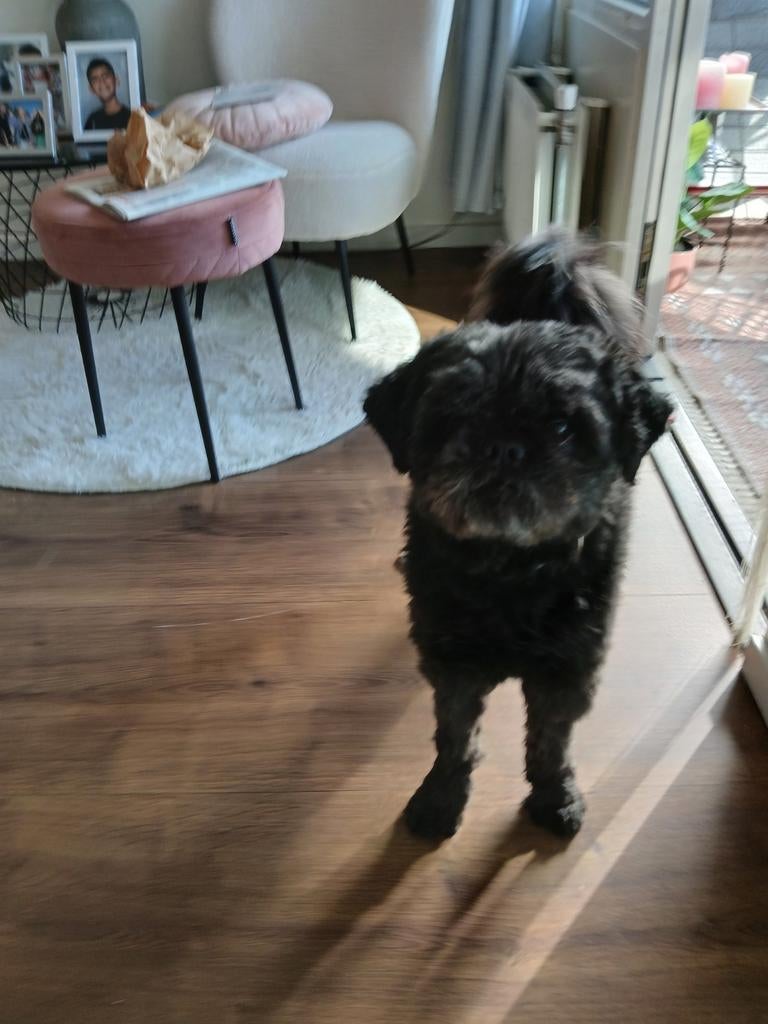 Boomer hondje zwart, Dieren en Toebehoren, Honden | Chihuahua's en Gezelschapshonden, Eén hond, 3 tot 5 jaar, Nederland, Particulier