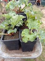 Mooie rabarber planten 1 voor 4 en 3 voor 10, Ophalen, Volle zon, Bloeit niet, Groenteplanten