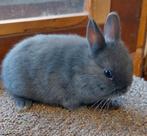 jong kleurdwerg konijnje, Mannelijk, Dwerg, 0 tot 2 jaar