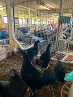 Leuke Ayam Cemani Haantjes, Dieren en Toebehoren, Pluimvee, Mannelijk, Kip