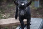 Dwerggeiten, Dieren en Toebehoren, Mannelijk, Geit