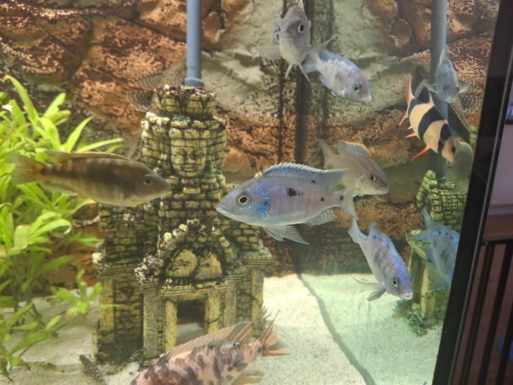 Malawi cichliden, Dieren en Toebehoren, Vissen | Aquariumvissen, Vis